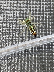 Cosmophasis micarioides