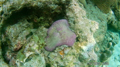 Fungia fungites