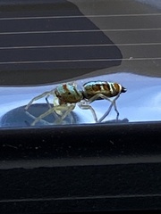 Cosmophasis micarioides