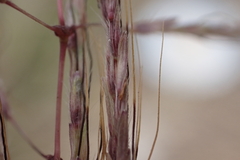 Dichanthium annulatum annulatum