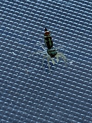 Cosmophasis micarioides