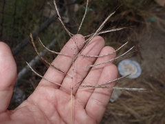 Dichanthium annulatum annulatum
