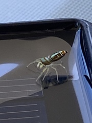 Cosmophasis micarioides