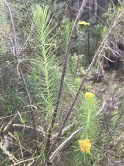 Cassinia leptocephala everettiae