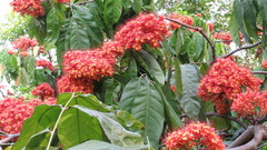 Saraca asoca