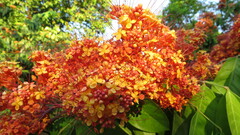 Saraca asoca