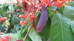 Saraca asoca