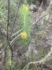 Cassinia leptocephala everettiae