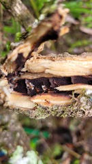 Orectognathus antennatus