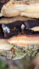 Orectognathus antennatus