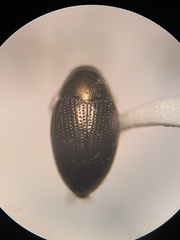 Psylliodes convexior