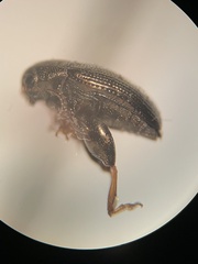 Psylliodes convexior