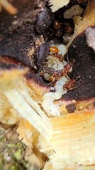 Orectognathus antennatus