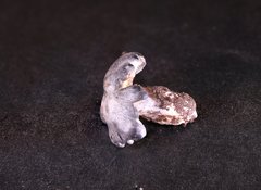 Entoloma medianox