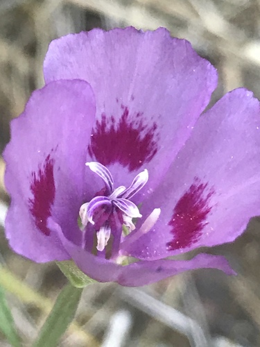 iNaturalist observation photo of Clarkias