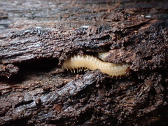 Henia vesuviana