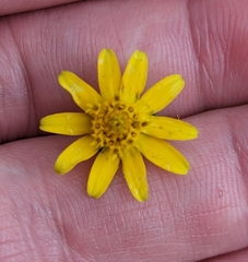 Melampodium divaricatum