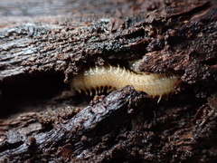 Henia vesuviana