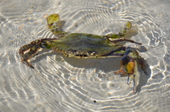 Callinectes arcuatus