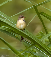 Prinia
