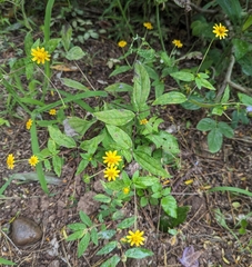 Melampodium divaricatum