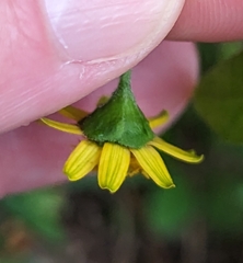 Melampodium divaricatum