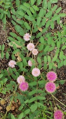 Mimosa microphylla
