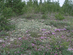 Astragalus depauperatus