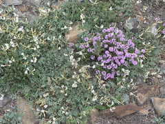 Astragalus depauperatus