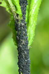 Aphis lugentis