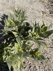 Stillingia spinulosa