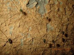 Leiobunum viridorsum