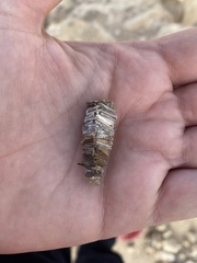 Amicta quadrangularis