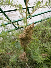 Amaranthus retroflexus