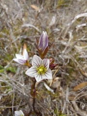 Gentianella pleurogynoides