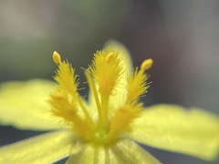 Hemerocallidoideae