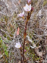 Gentianella pleurogynoides