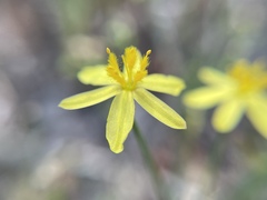 Hemerocallidoideae