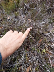Gentianella pleurogynoides