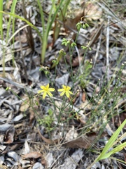 Hemerocallidoideae