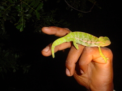 Furcifer major