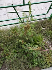 Amaranthus retroflexus
