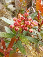 Gaultheria hispida