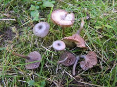 Entoloma serrulatum