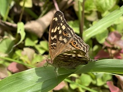 Junonia erigone