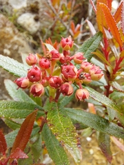 Gaultheria hispida