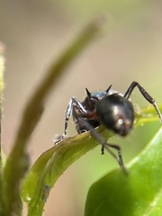 Polyrhachis hookeri