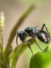 Polyrhachis hookeri