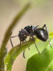 Polyrhachis hookeri