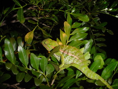 Furcifer major